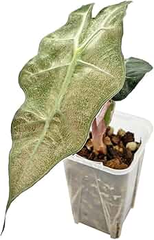 アロカシア アマゾニカ ミント斑入り【親株】 アロカシア アマゾニカ ミント バリエガータ 斑入り Alocasia x