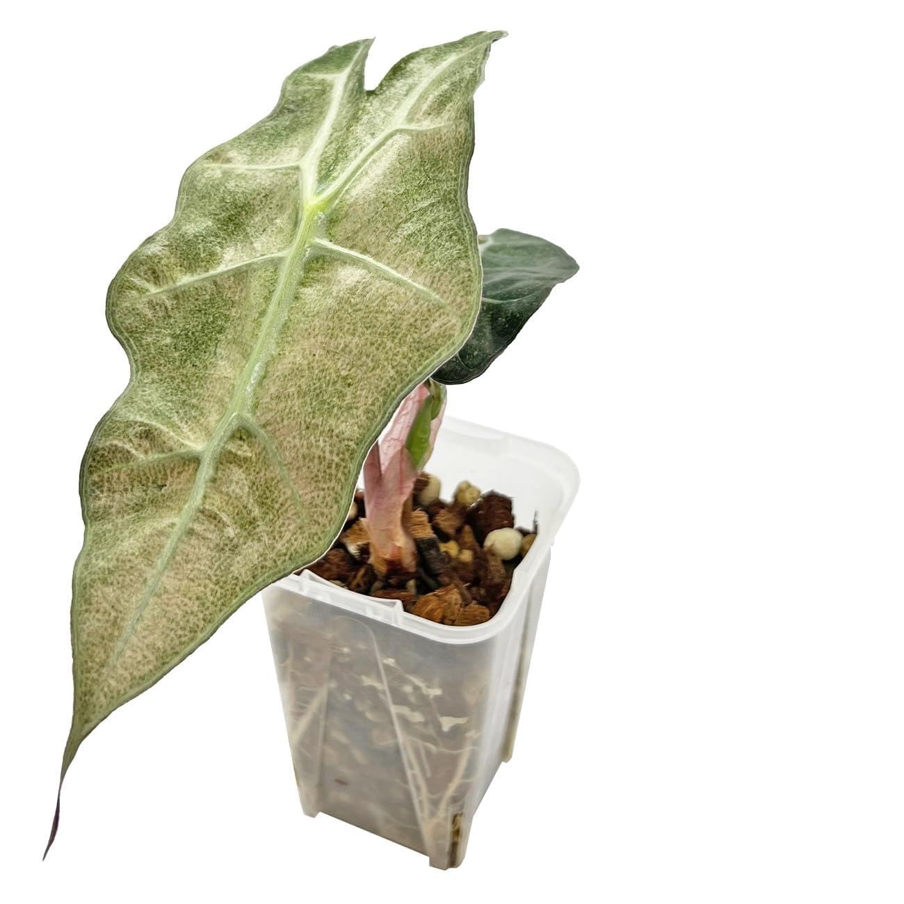 Amazon｜アロカシア アマゾニカ ポリー ミント斑入り 幼苗