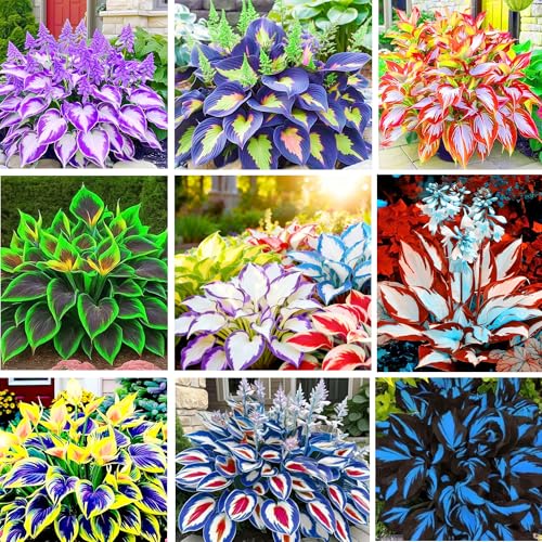 200+ Seeds Perennial Hosta Flower Seed for Planting Outdoors Garden Beauties