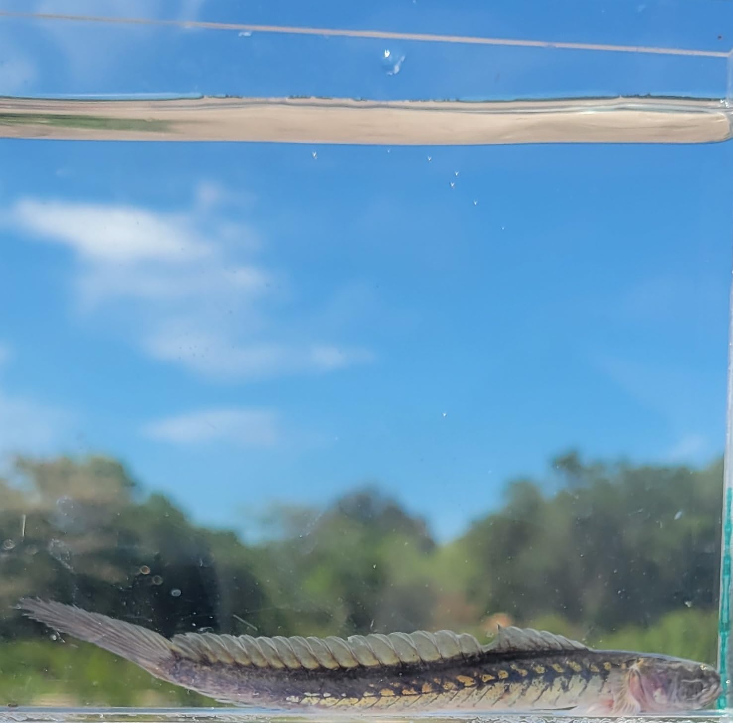 Dragon Goby Fish for Small Aquarium Tank