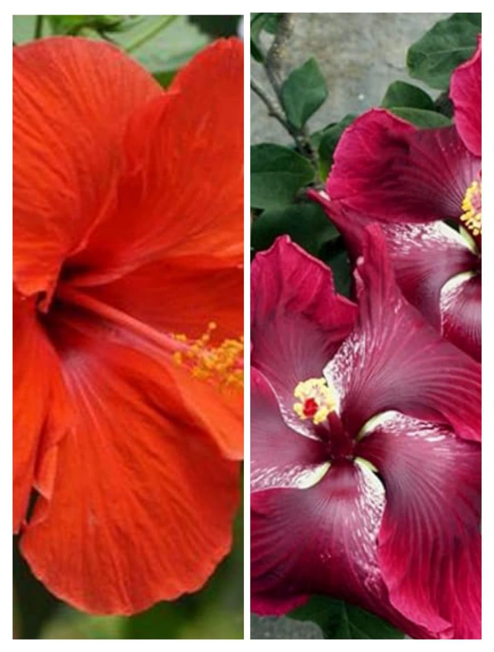 Guruji Plantation Combo Hibiscus Rare Beautiful Dwarf Red & Orange Gudhal Flower Garden Live Plant with Plastic Pot (Pack of 2) (B0C6KTLWBF) Amazon Price History, Amazon Price Tracker