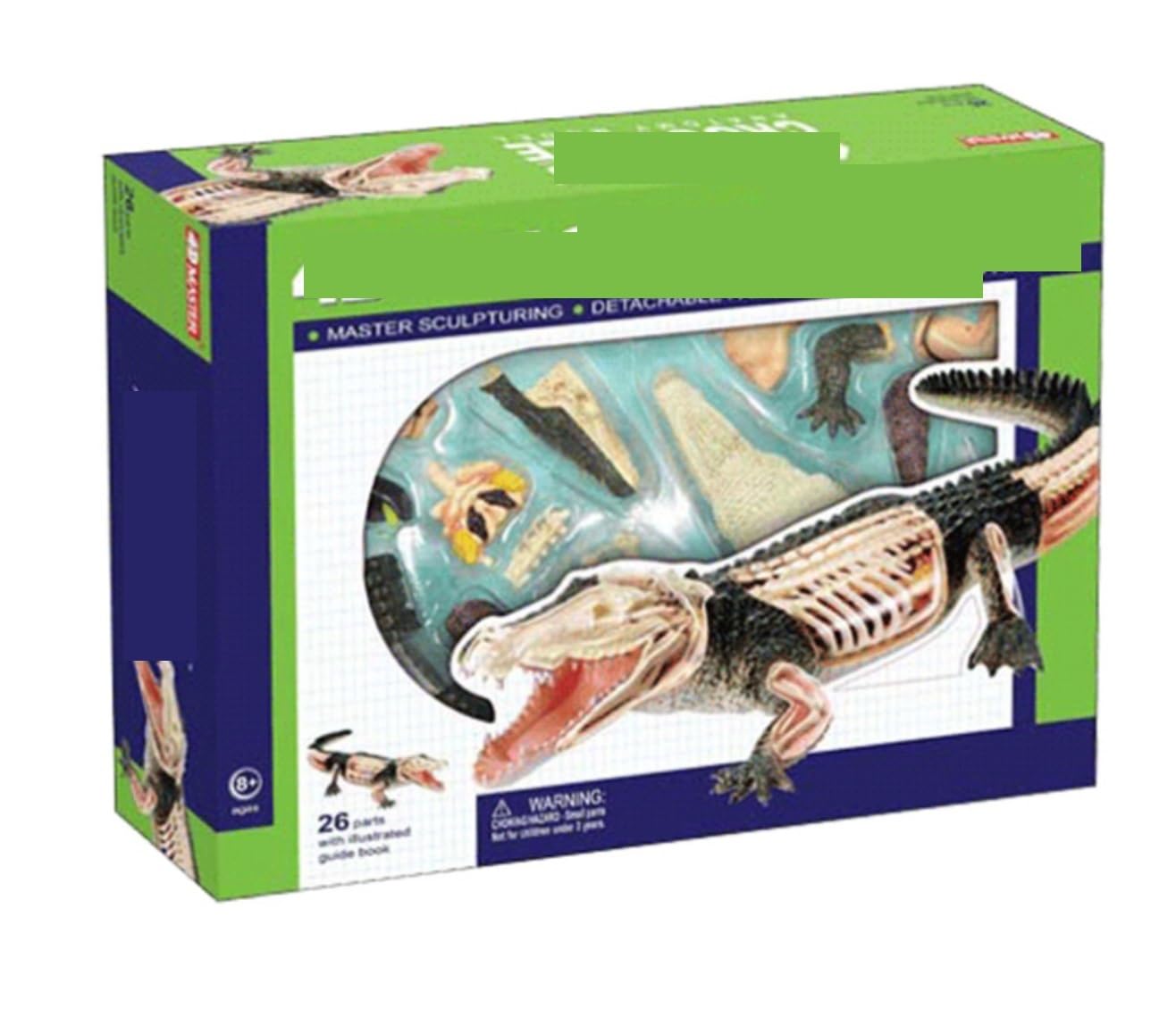 Modello Anatomico Modello Di Anatomia Animale Del Pesce Alligatore, Strumento Didattico Scientifico Modello Didattico