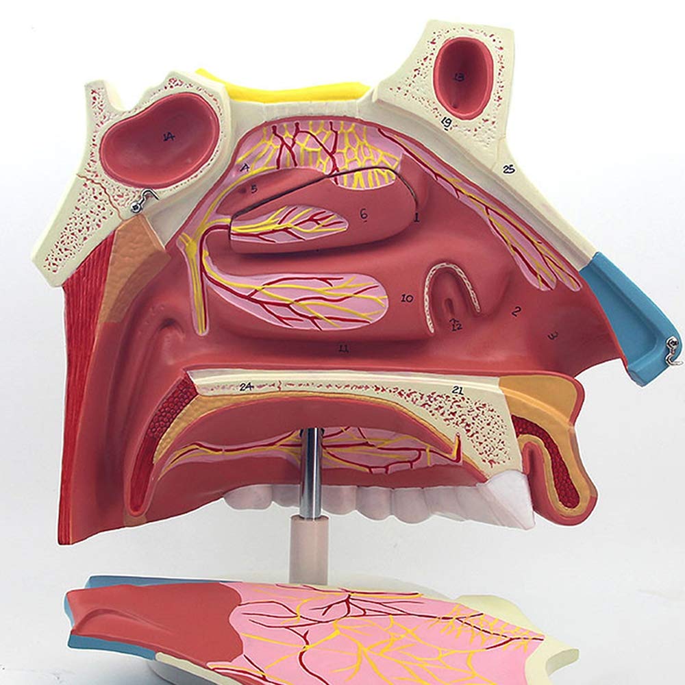 Sjdopulse Medical Anatomical Nasal Cavity Model - Detachable Anatomical Brain Model - Magnification 3X Medical Teaching Model - For Medical Educational Training Aid