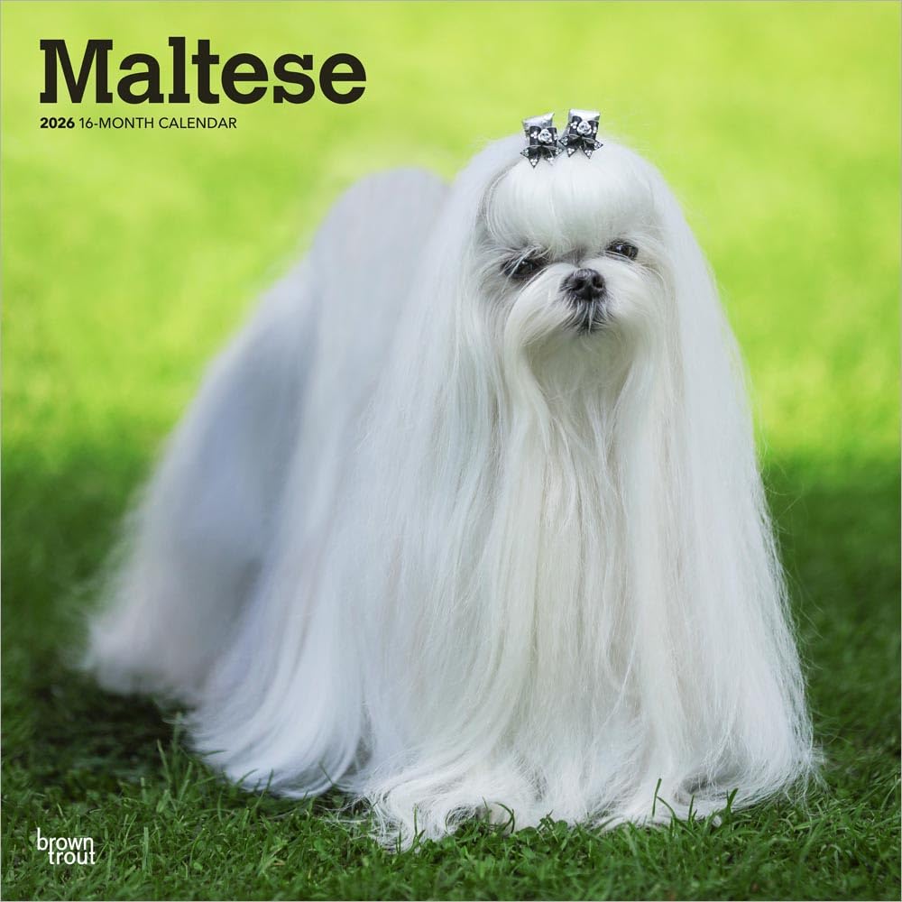 Maltese - Malteser 2026 - 16-Monatskalender: Original BrownTrout-Kalender [Mehrsprachig] [Kalender]