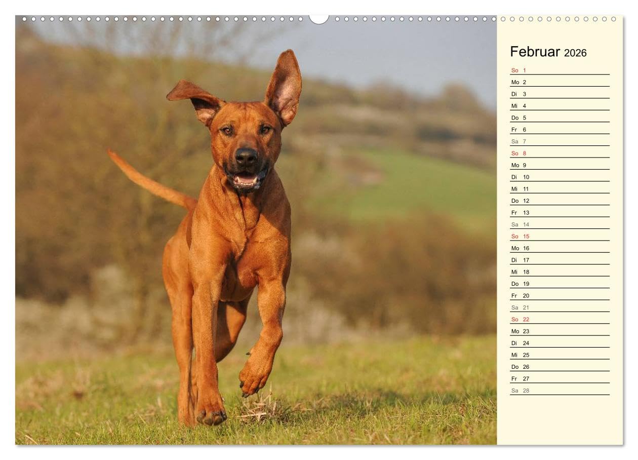 Rhodesian Ridgeback 2026 (hochwertiger Premium Wandkalender 2026 DIN A2 quer), Kunstdruck in Hochglanz: Eine der beliebtesten Hunderassen, der ... auf 13 faszinierenden Fotos (CALVENDO Tiere)