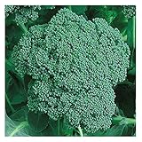 250 Organic Calabrese Green Sprouting Broccoli Seeds | Non-GMO | Fresh Garden Seeds