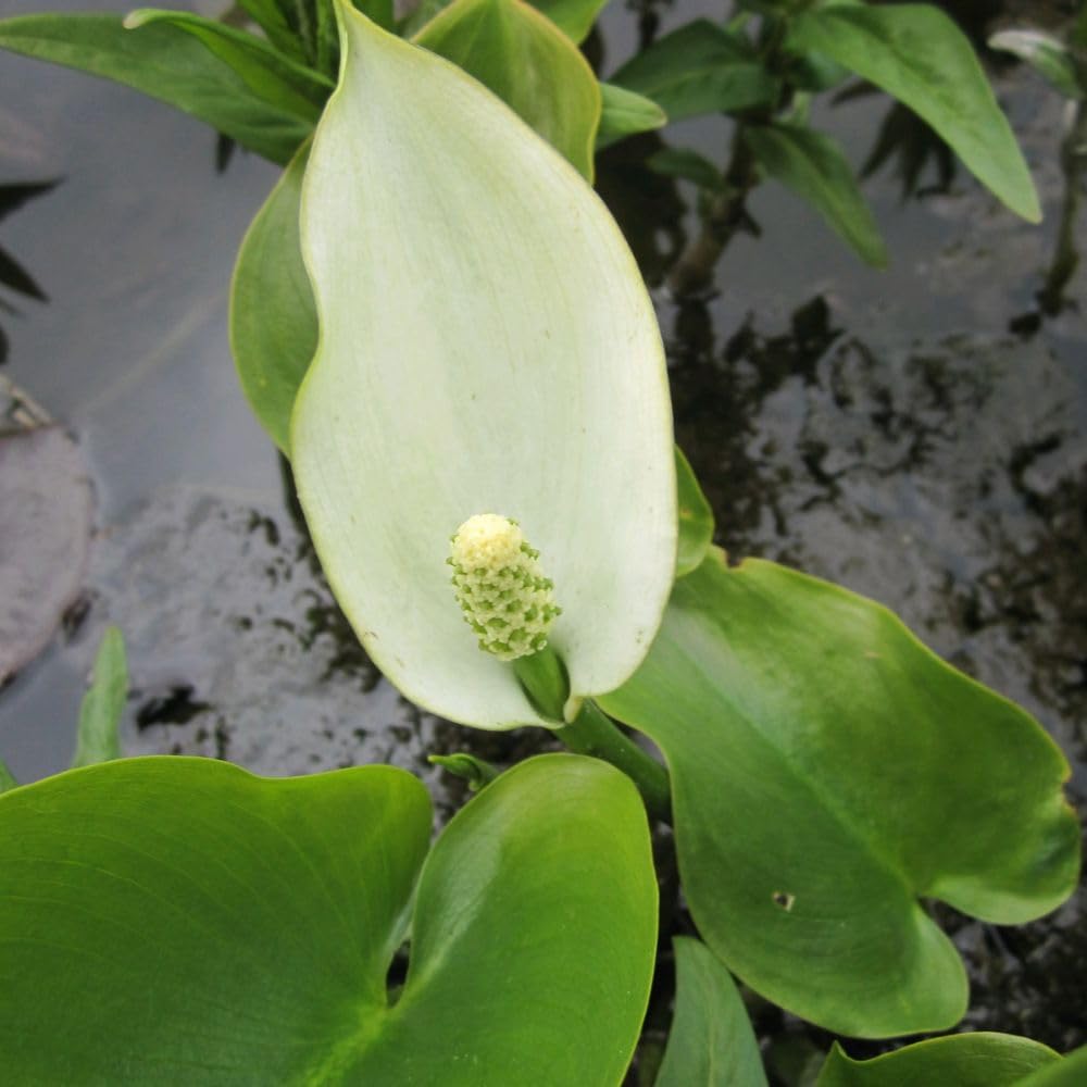 Calla palustris – Hardy Marginal Pond Plant for Shallow Water – Bog Arum with White Flowers and Glossy Foliage – Aquatic Plant for Wildlife & Garden Ponds - 9cm Pot x2 By Thompson & Morgan