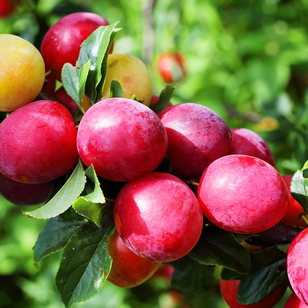 Scarlet Beauty Plum Tree