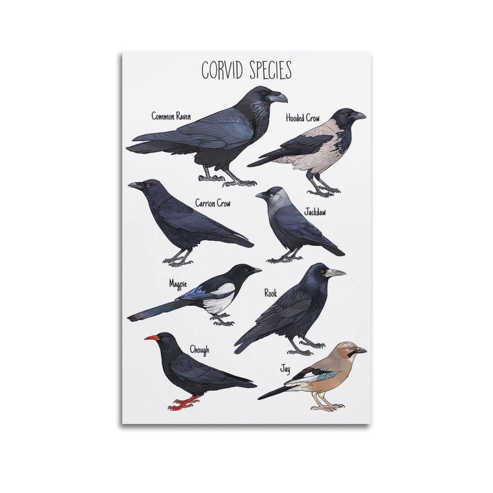 HAYZE Animal Birds Artwork Poster Corvid Crow Species Decorative Canvas Wall & Art Poster Painting 20x30inch(50x75cm)