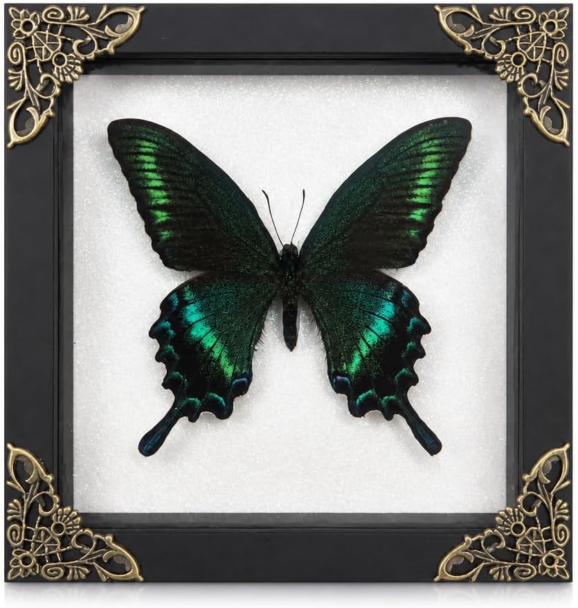 Real Butterfly Specimen Frame, Handmade Insect Collection Art Decor Gift