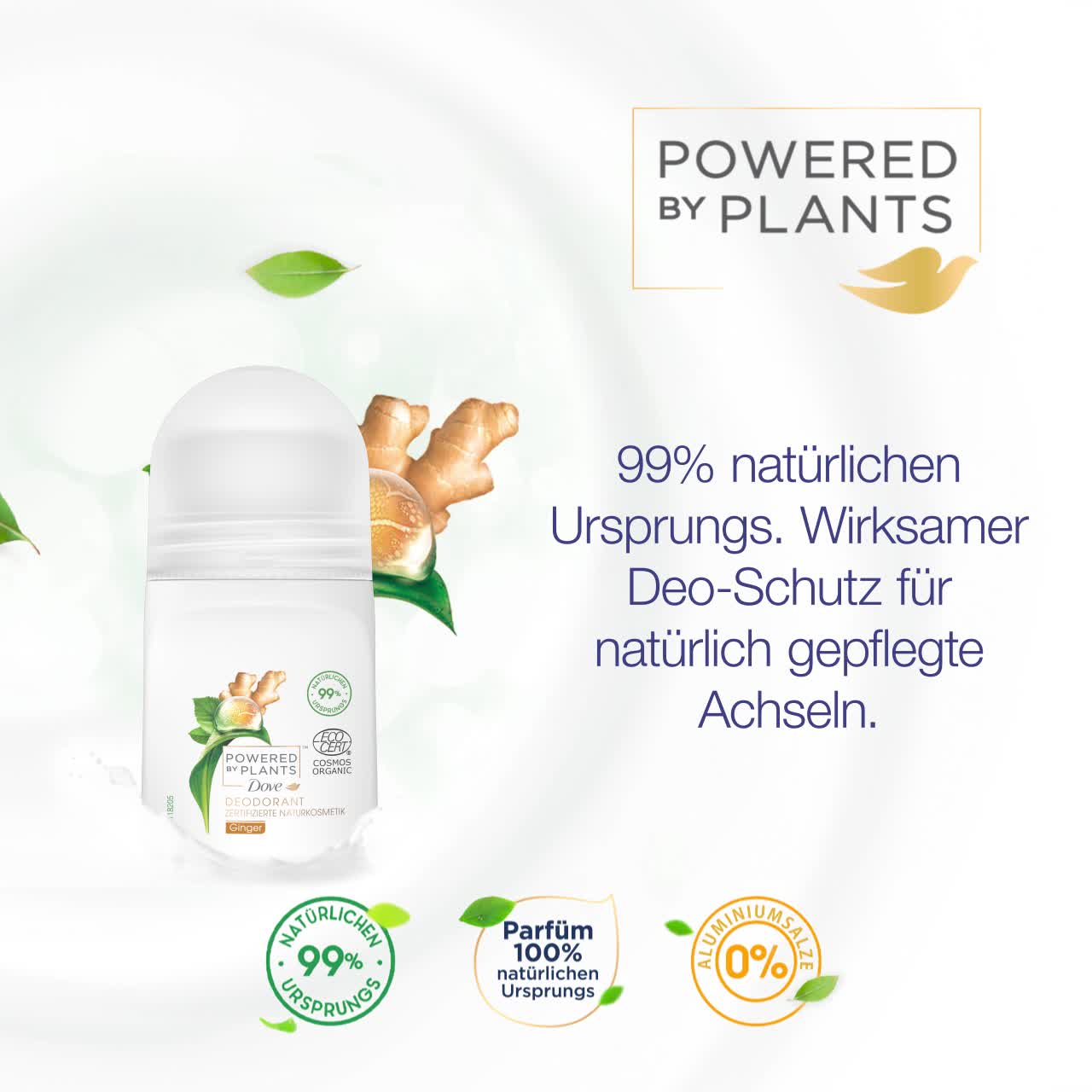 olivenbaum baumarkt Olivenbaum auf Stamm kaufen | Olea europaea