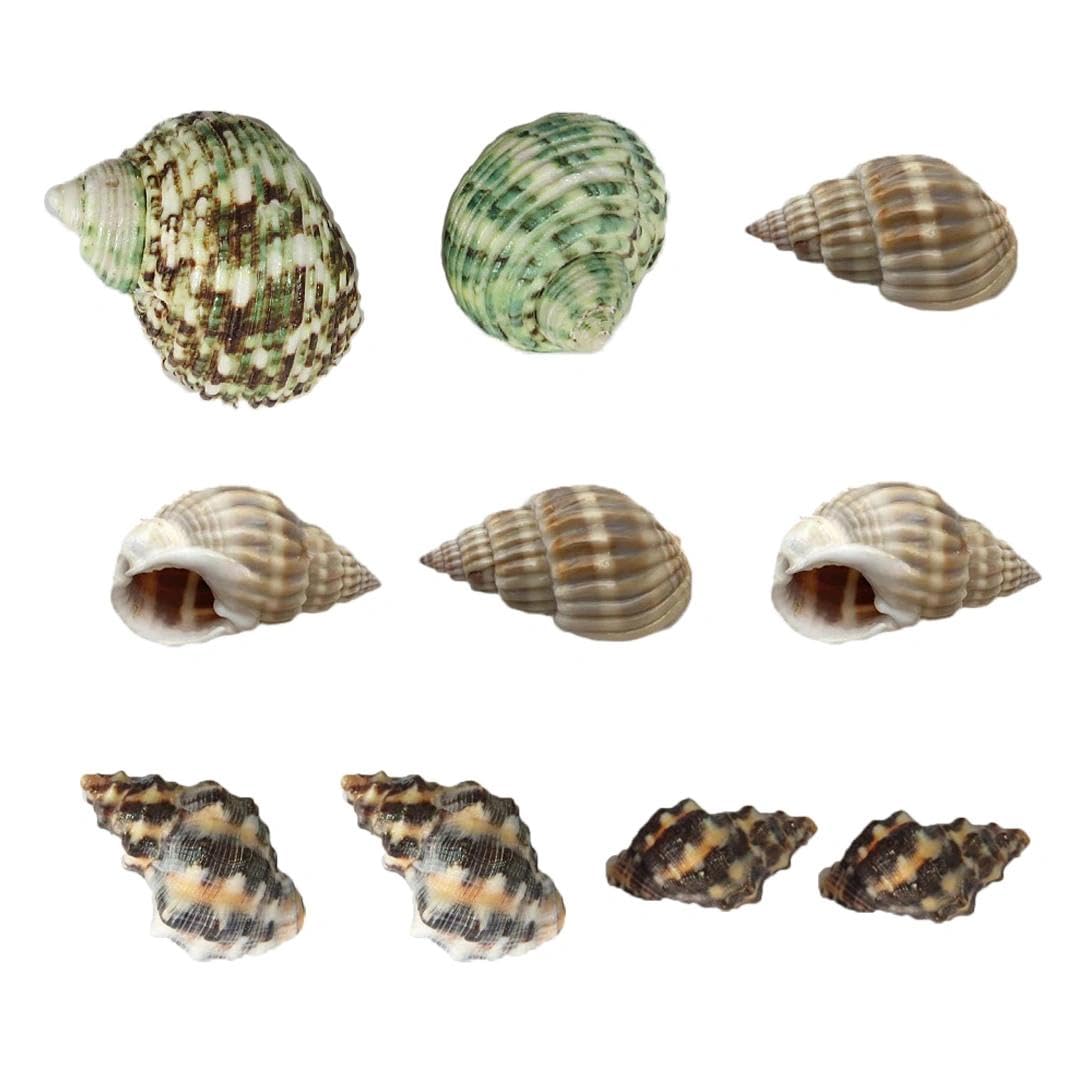 10PCS Hermit Crab Shells Natural Sea Conch Size 0.8" - 2" Turbo Shells for Small Medium and Large Crabs Hermit Crab Accessories