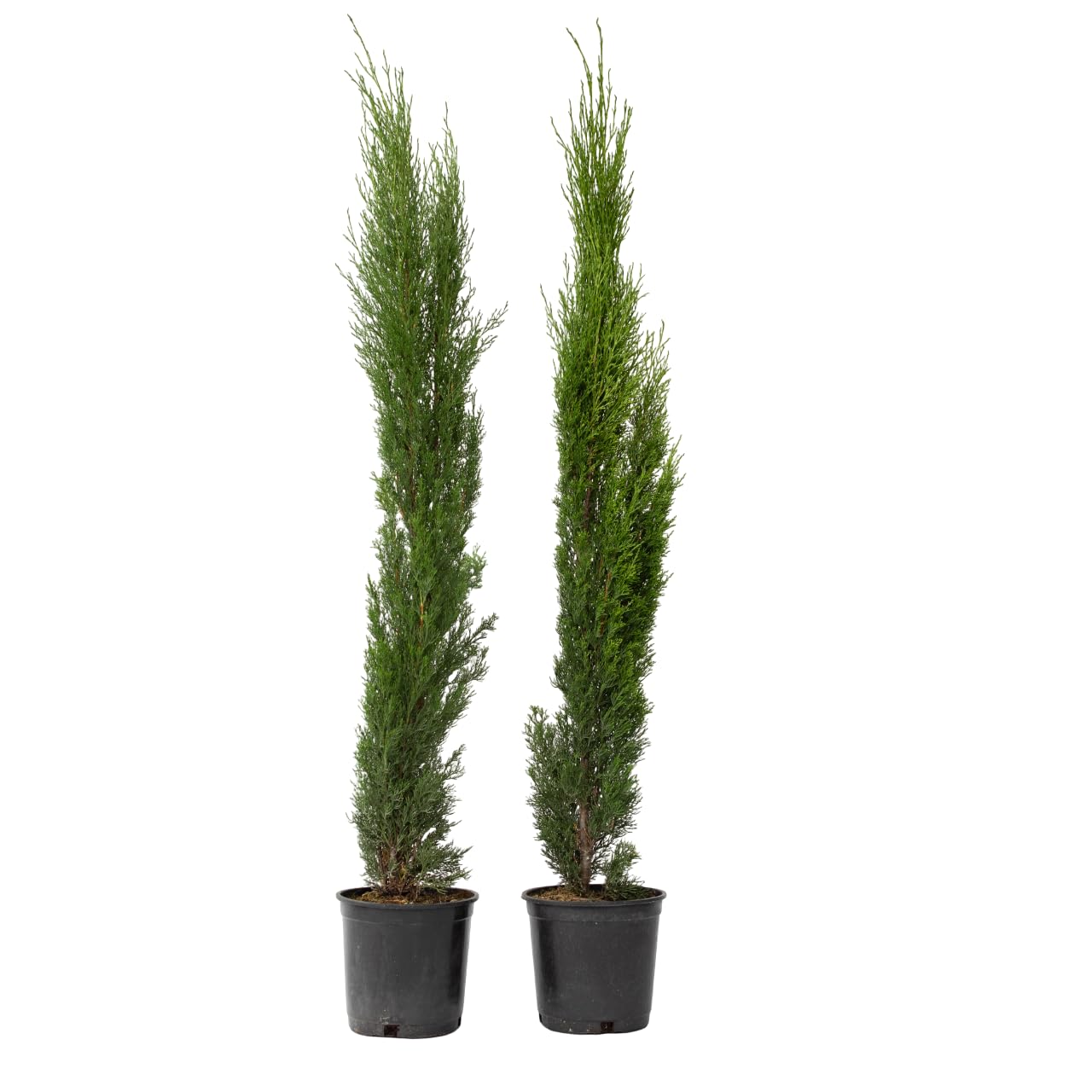Plant in a Box - Cyprès de Toscane - Set de 2 - Cupressus sempervirens - Pot 19cm - Hauteur 70-80cm