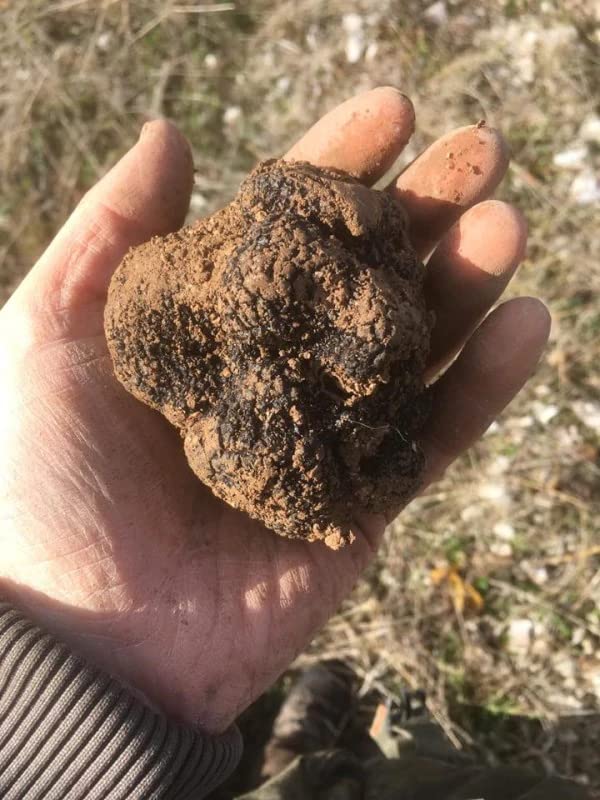 100 grammi Tartufo Fresco Nero Estivo Scorzone | Raccolto in Umbria (Italy) | Tuber aestivum Vitt | Raccolto e spedito in 24 ore | Spedito a temperatura controllata
