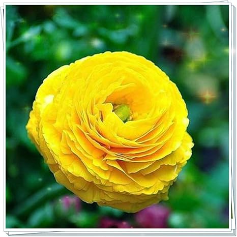 Amazon ラナンキュラス 球根 魔法の植物ロマンチックな花強い活力の日プレゼント風に揺れる盆栽 25球根 植物成長調整剤 Amazon ラナンキュラス 球根 魔法の植物ロマンチックな花強い活力の日プレゼント風に揺れる盆栽 25球根 植物成長調整剤