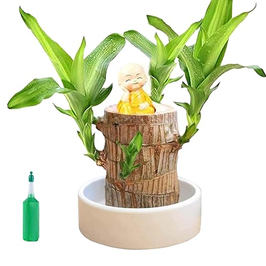 Wisylizv Mini Brasilien Glücksholz - Brasilianische Holz Hydrokultur Pflanze | Magicals Sprossing Lucky Bamboos Holz | Holzstumpf Hydrokultur Pflanze für Kinderzimmer