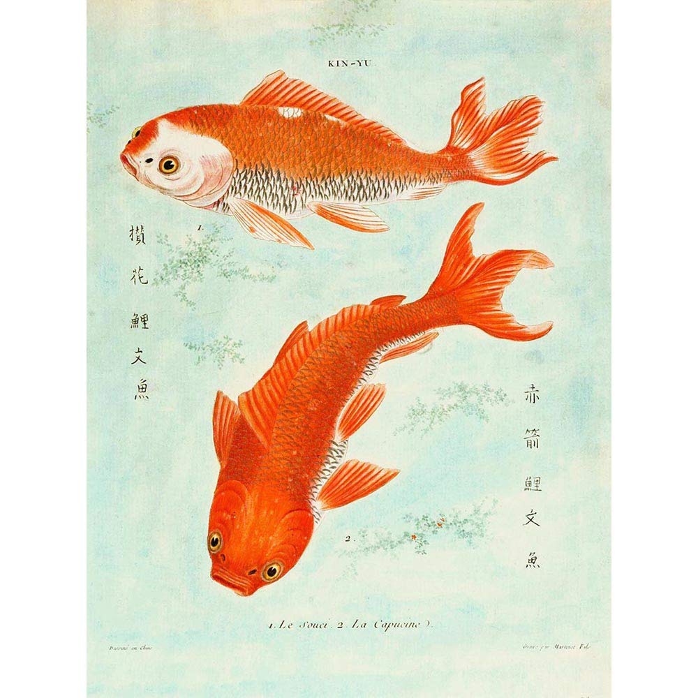 Wee Blue Coo Fish Japanese Koi Art Print Poster Wall Decor 12X16 Inch