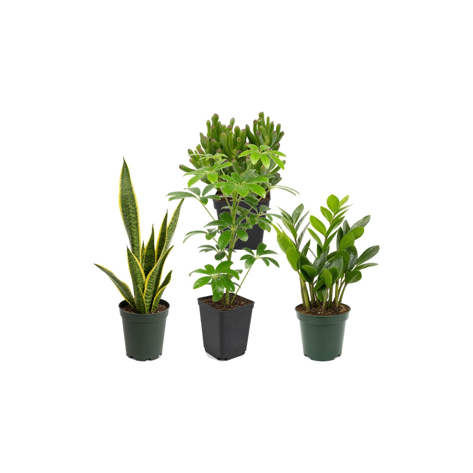 DECOALIVE Colección 4 Plantas para Exposición Botánica Interior