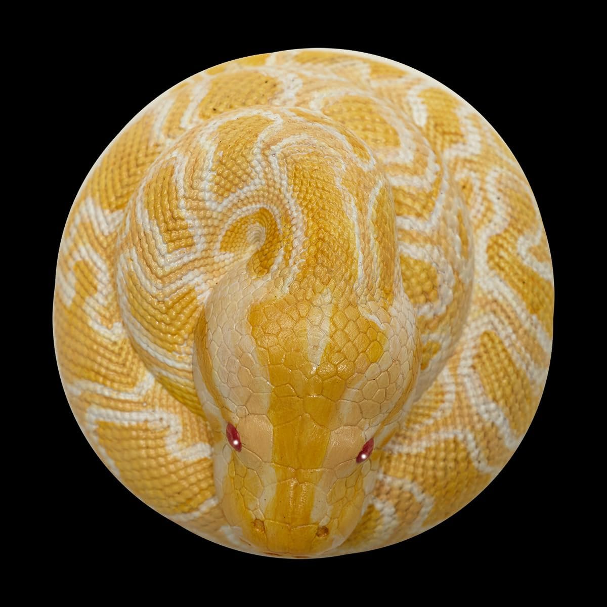 IFiDEA Animal Heavenly Body Series 9 Snake Chubby Python Collectible Miniature - Boa Statue for Home Office Decor, Realistic Reptile Sculpture (Python molurus bivittatus - Albino Burmese Python)