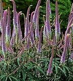 Grow Your Secret Garden