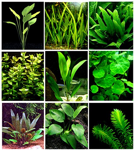 25 plantas de acuario vivas/9 tipos diferentes: espadas amazónicas, anubias, helecho de Java, Ludwigia y mucho más. Gran muestra de plantas para tanques de 10 a 15 galones