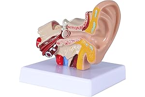 Life-Sized 1.5X Inner Ear Anatomy Model with Educational Base