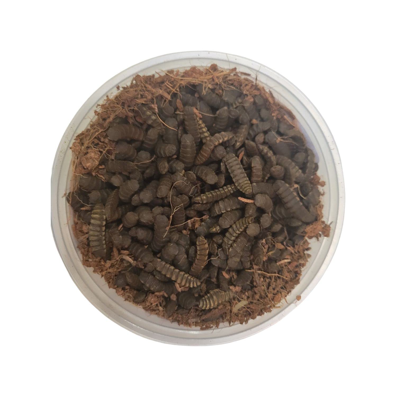 Buy Scotty's Bugs Black Soldier Fly Larvae, More Calcium Than Mealworms