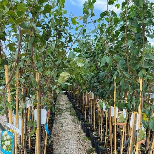 Susino Regina Claudia Gialla - Pianta Da Frutto In Vaso 20 Cm, Altezza 150-170 Cm, Età 2 Anni, Autofertile, Frutti Giallo-ambrato - Foto 5