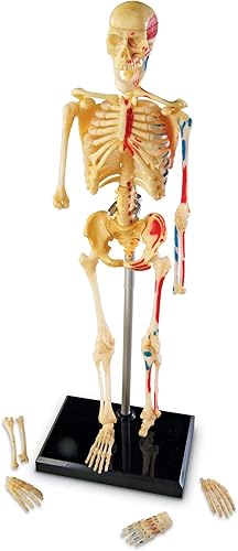 Miniatura 3 de Learning Resources Modelo de esqueleto, modelo en miniatura, fácil de manipular, modelo de 41 piezas, a partir de 8 años, multicolor, 9.2 pulgadas