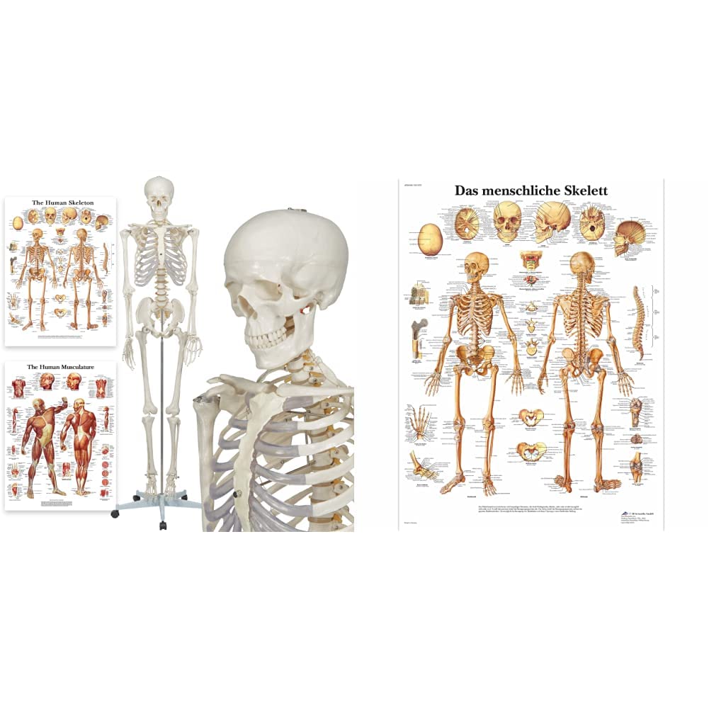 Skelett - Buddy the Budget Skeleton - Menschliches Skelett Anatomisches Modell - Lebensgröße 175 cm– inkl. zwei Lehrtafeln & 3B Scientific Lehrtafel laminiert