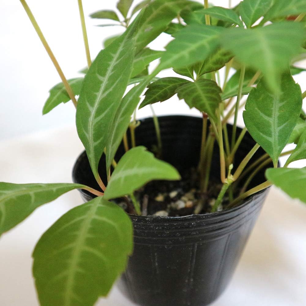 ヘンリーツタ 苗 休日限定