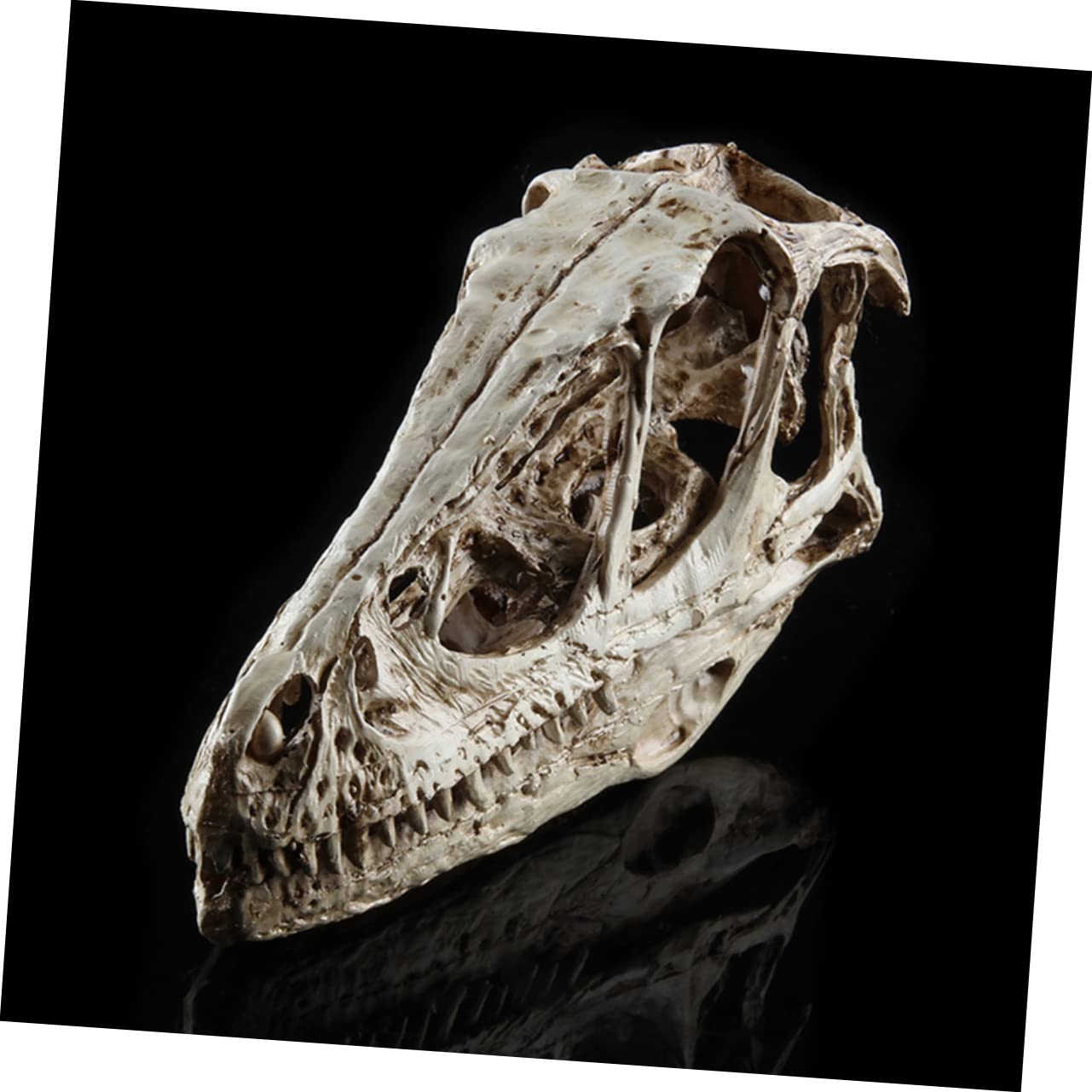 CIYODO Realistic Animal Skull Model Simulated Skeleton Specimen for Home Decor Teaching Collectibles for Art Science Classrooms and Present Giving