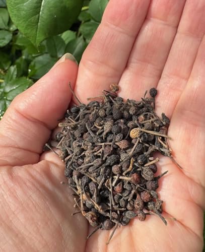 Voatsiperifery Pfeffer Wildwuchs Urwaldpfeffer - 60 g wilder Pfeffer aus Madagaskar scharfer Gourmetpfeffer