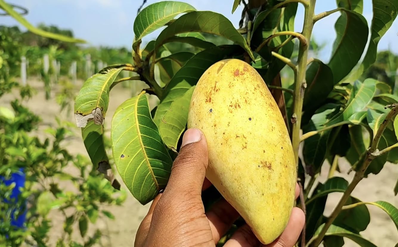 Green Horizon® Authentic THAI NAM DOC MAI GOLDEN MANGO PLANT(Semi