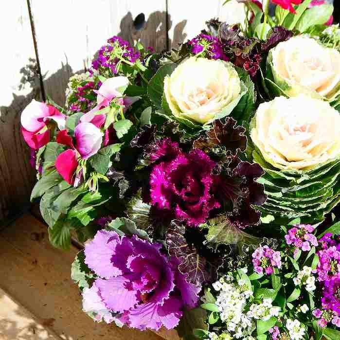 Amazon | 寄せ植え 冬の花 現品12 葉牡丹 ビオラ 春まで咲く 直径30cm