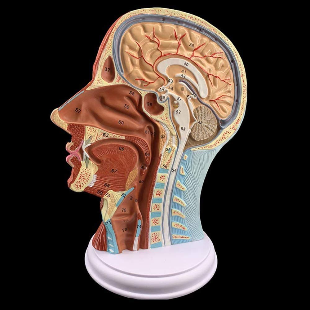 Menschlicher Kopf Oberflächliche Neurovaskulärer Modell, Gesicht Anatomie Medizinisches Gehirn Hals Medianschnitt, Kosmetischer Gesichtsnerv Micro-Gestaltung Lehrmittel