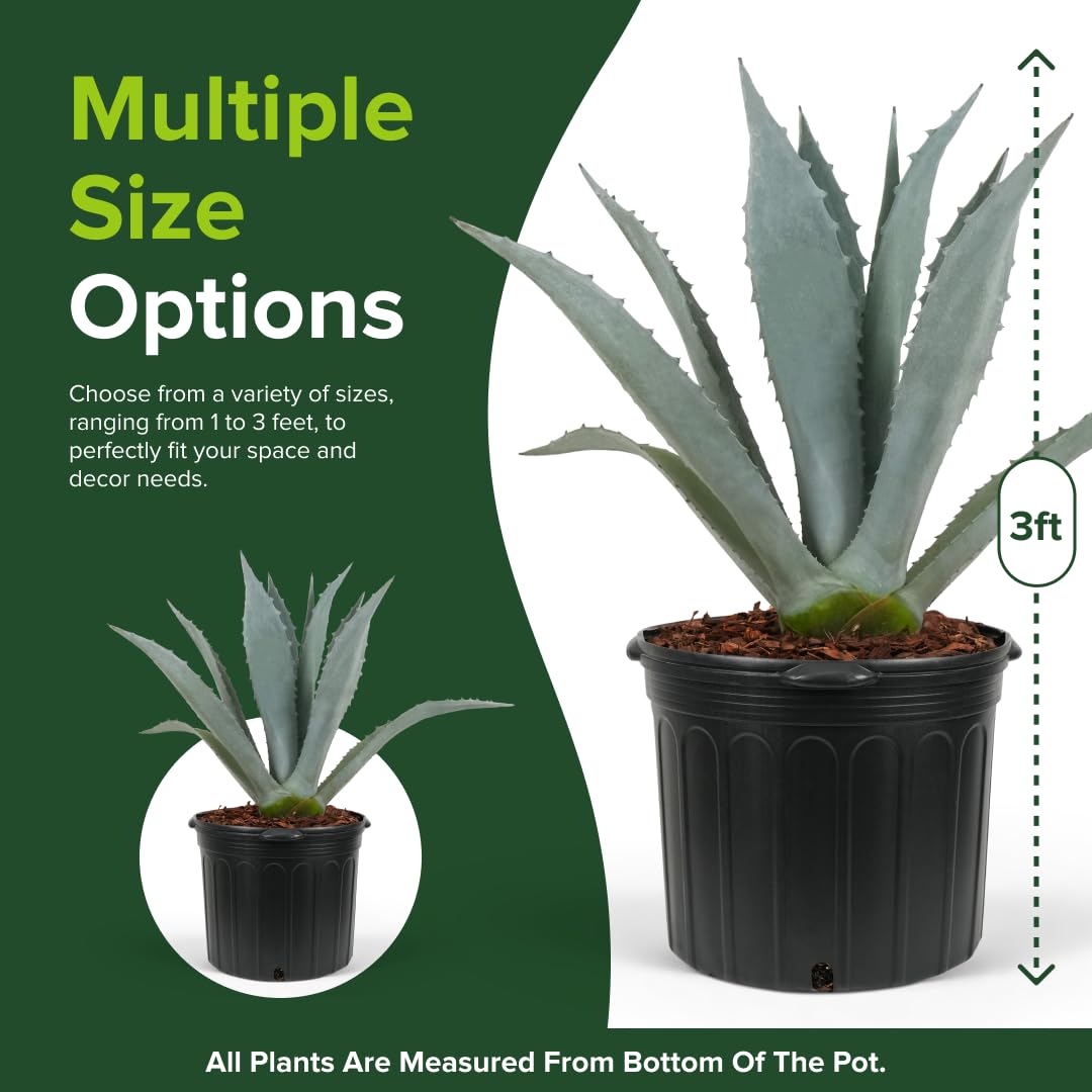 Amazon.com : Eureka Farms Century Plant, Super Blue Agave Americana :  Patio, Lawn & Garden