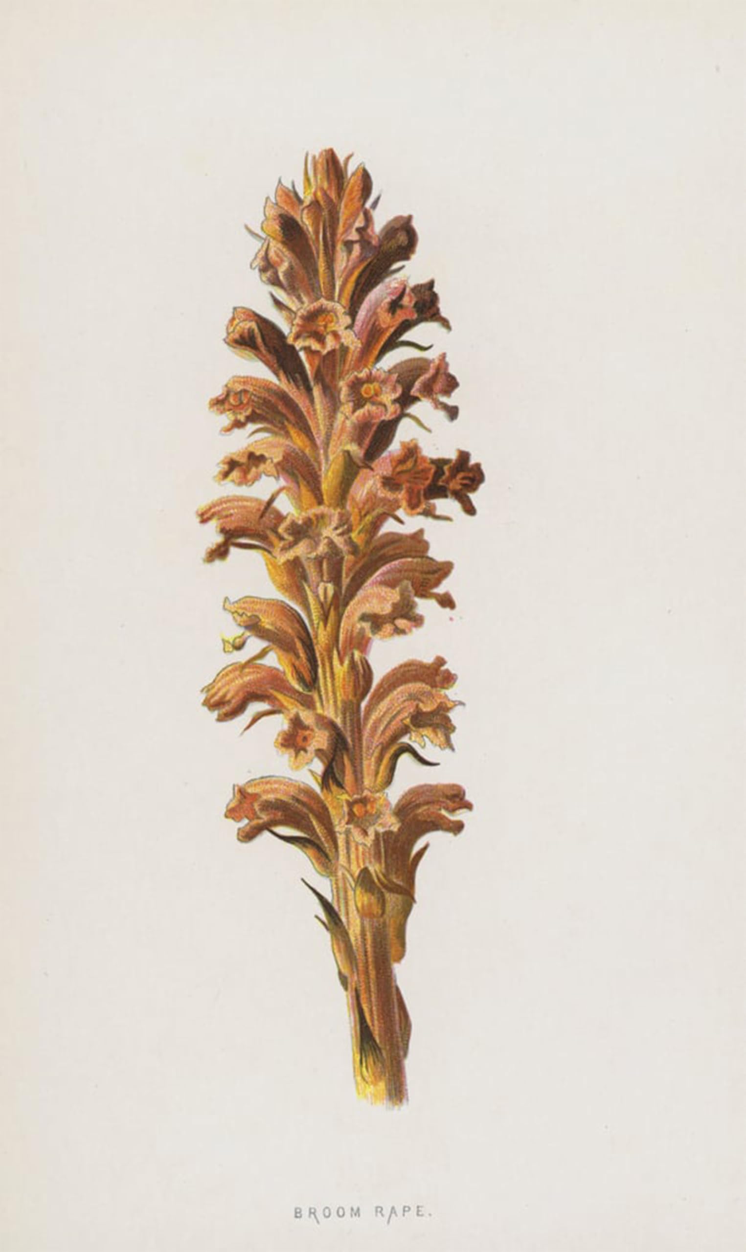 POSTERIIk Famous Modern Artwork Art Mural Broom Rape by Frederick Edward Hulme Oil Paintings Pictures for Home Decor 60x90cm
