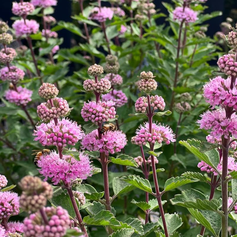 Pink Bluebeard Plant Live Flower Plant, Caryopteris Plants in 2.5 Inc Pot