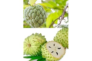 Tropical Delight: Savor the Sweetness of Guanabana Fruit Fresh