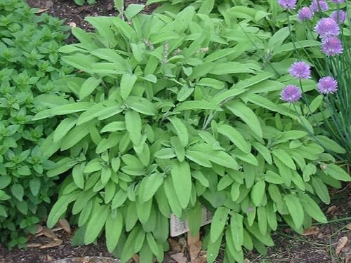 Sage Herb 150 Semillas (Salvia officinalis) Heirloom - Sin OMG - Polinizado abierto