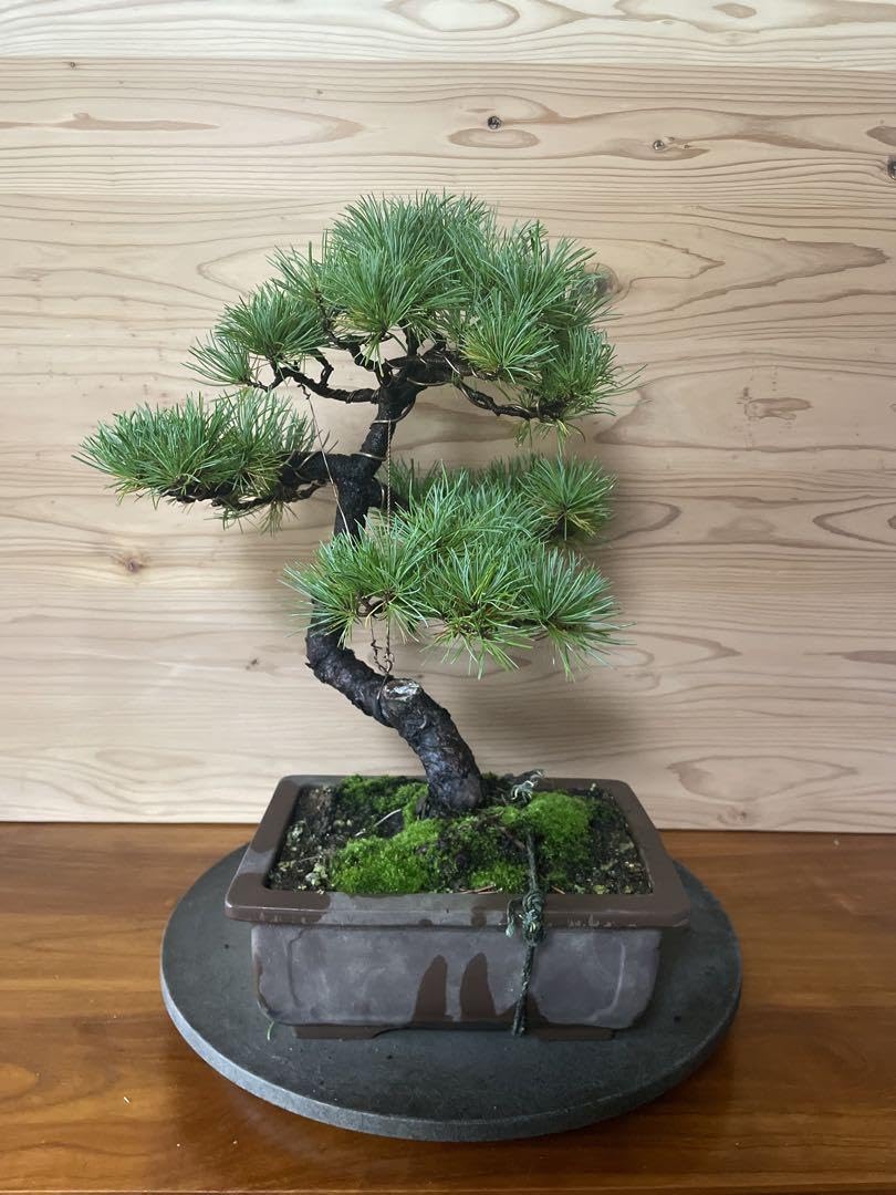 Amazon.co.jp: 五葉松 盆栽 松柏 黒松盆栽 素材 : DIY・工具・ガーデン