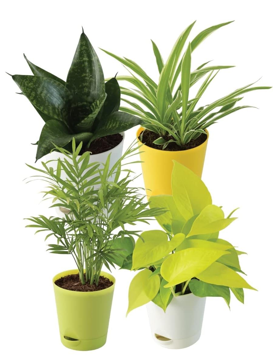 Guruji Plantation Indoor Live Air Purifying Plant Bundle Set of 4 Spider Plant, Sansevieria Green Plant, Money Plant Golden, Bamboo Palm Plant (B0D6L4FF8D) Amazon Price History, Amazon Price Tracker