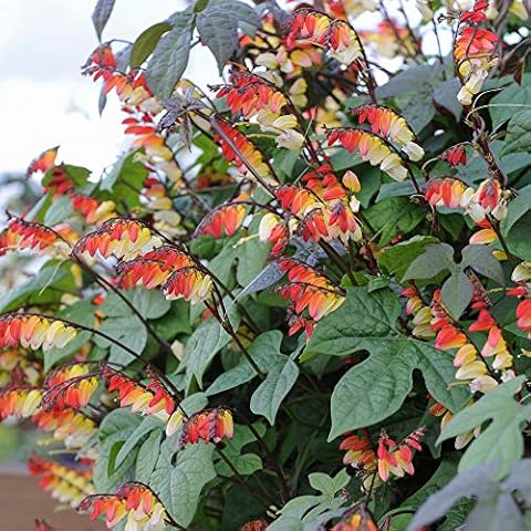 Mina Lobata Flower Seeds by Thompson and Morgan Cover