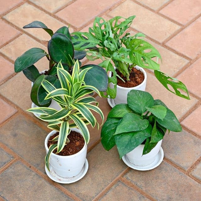 Set of 4 - Money Plant Green, Song of India, Monstera Broken Heart & Peperomia/Radiator Plant Black in 4 Inch Live Plant Classy White Cup Ceramic Pot with Tray (B0CY9P2995) Amazon Price History, Amazon Price Tracker