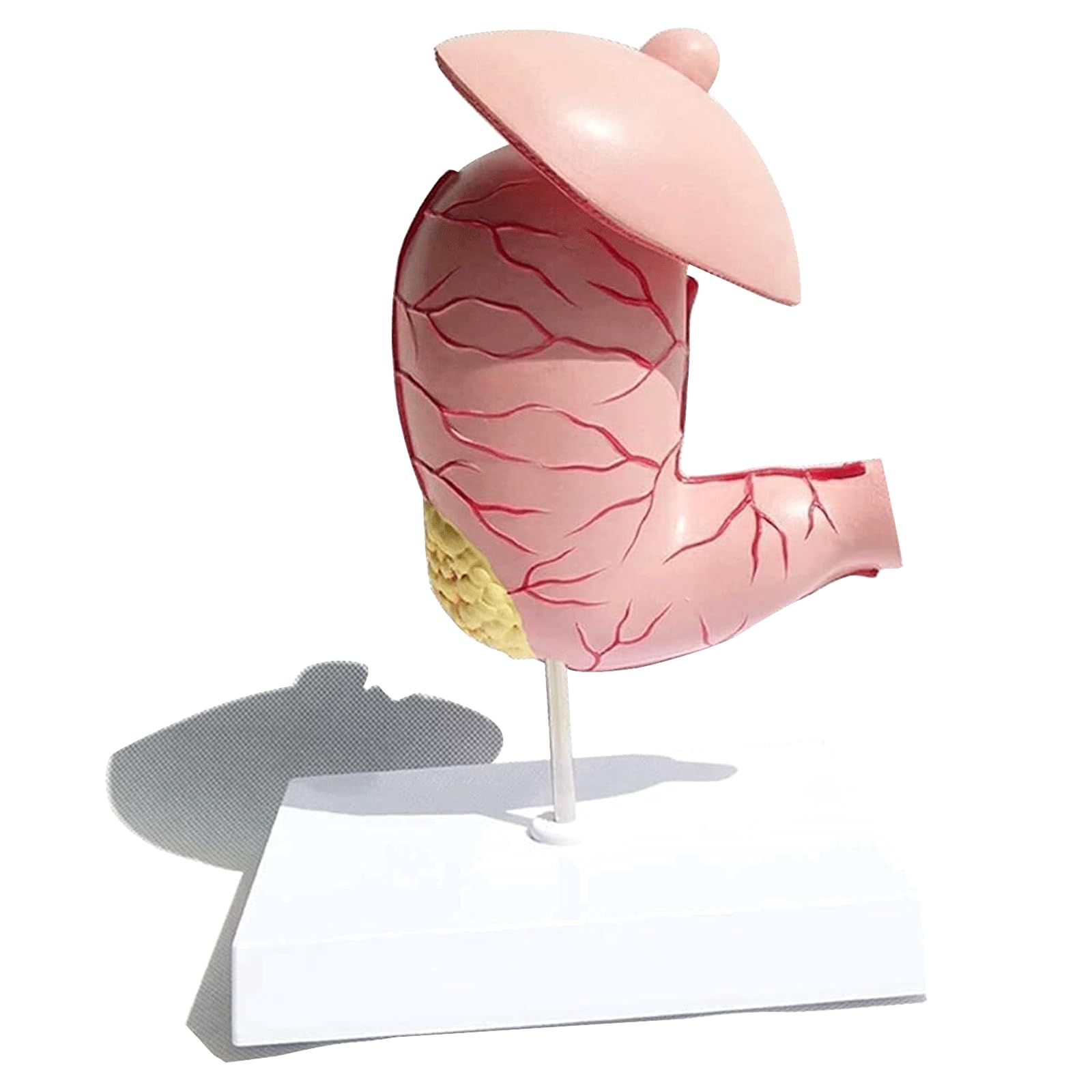 Menschliches Organmodell Menschliches Organmodell Medizinisches Gerät Für Anatomie Unterrichtsausrüstung Für Das Verdauungsgerät Für Das Schulstudium