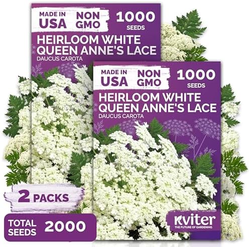 KVITER 2000 White Queen Anne's Lace Seeds (Ammi Majus), 2 Pack – ...