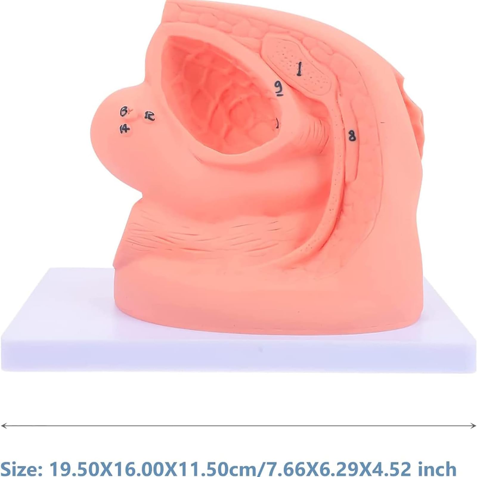 Modèle de cathétérisme, modèle de cathétérisme Interne et Externe féminin, modèle d'enseignement de Mannequin en PVC, pour Aide à la Formation pédagogique médicale en gynécologie