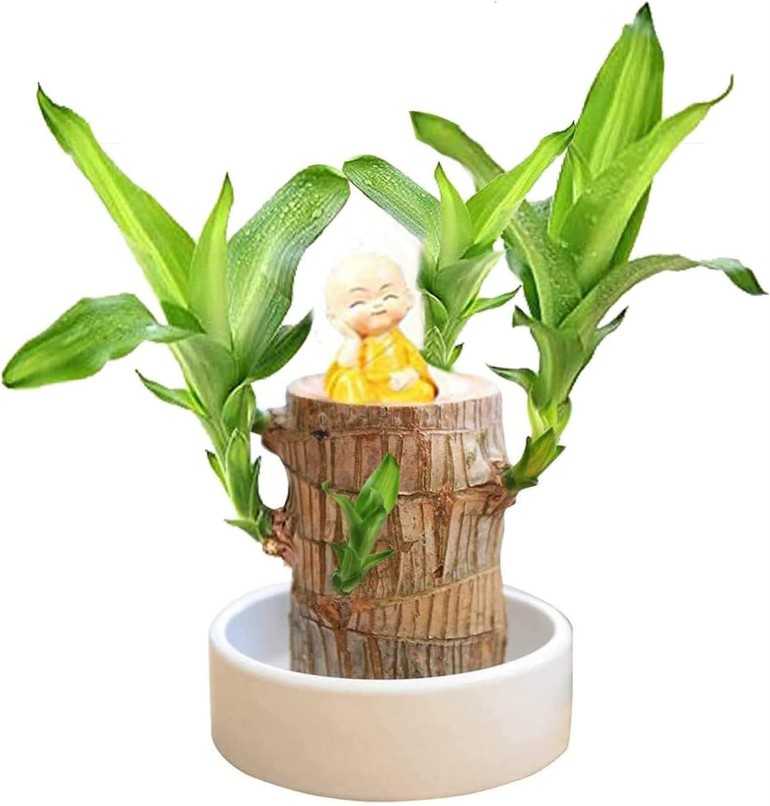 Mini Brazil Lucky Wood,Magical Sprouting Lucky Bamboo Wood,Hydroponic Potted Plant Stump Mini Plant,IndoorOffice Desktop Plant to- Purify Indoor Air (Brazilian Wood+Monk)