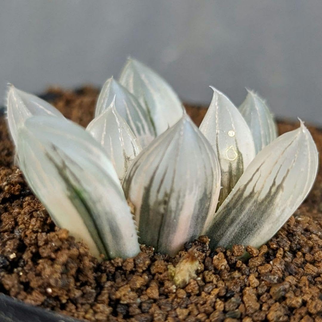 レアハオルチアコレクション・ブラックオブツーサ錦(極上錦)inわけけのお店